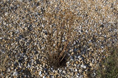 Dungeness, East Sussex