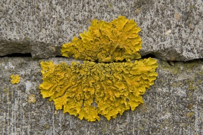 Kent Wildlife Trust - Stone