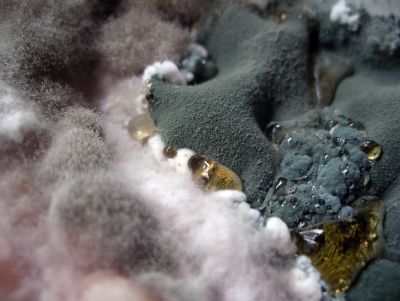 Mouldy